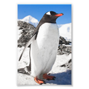 Pinguin-Nahaufnahme Fotodruck