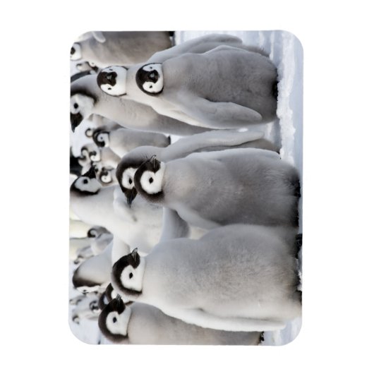 Pinguin Pals Magnet (Vertikal)