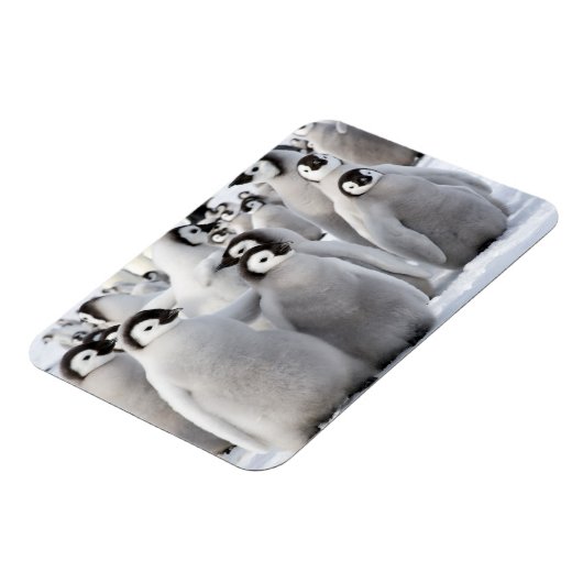 Pinguin Pals Magnet (Linke Seite)