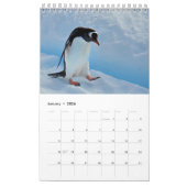 Pinguin-Pedia: Pinguine der Welt Kalender (Jan 2026)