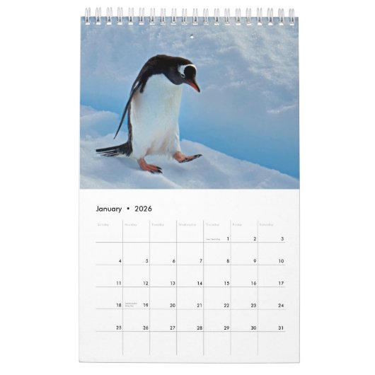 Pinguin-Pedia: Pinguine der Welt Kalender (Jan 2026)