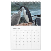 Pinguin-Pedia: Pinguine der Welt Kalender (Mär 2026)