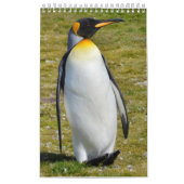 Pinguin-Pedia: Pinguine der Welt Kalender (Titelbild)