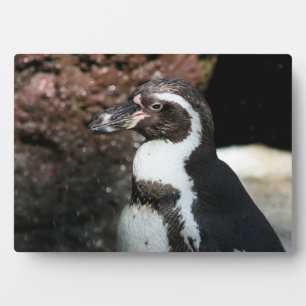 Pinguin Plaque Fotoplatte