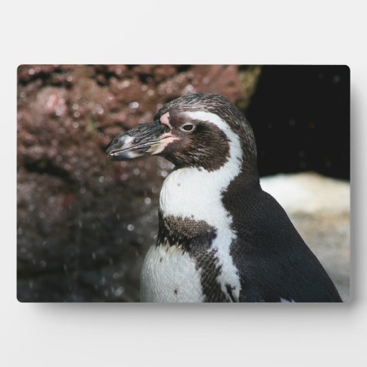 Pinguin Plaque Fotoplatte (Vorderseite)
