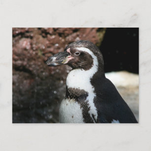 Pinguin Postcard Postkarte