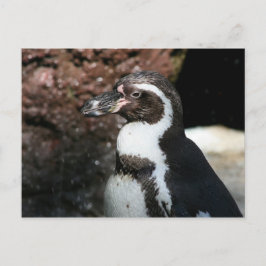 Pinguin Postcard Postkarte