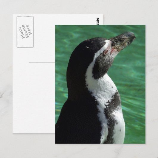Pinguin Postcard Postkarte (Vorne/Hinten)