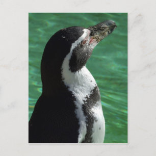 Pinguin Postcard Postkarte
