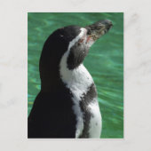 Pinguin Postcard Postkarte (Vorderseite)
