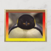 Pinguin Postcard Postkarte (Vorderseite)