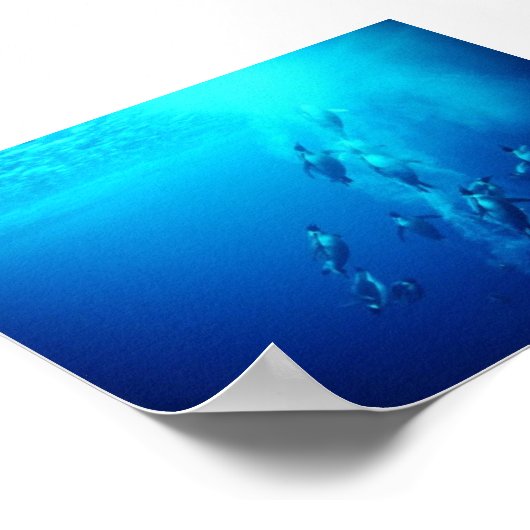 Pinguin Poster (Ecke)