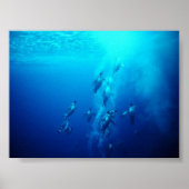 Pinguin Poster (Vorne)