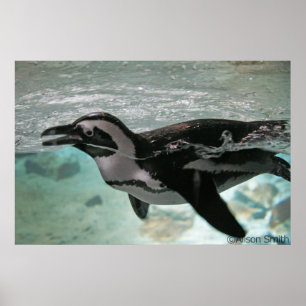 Pinguin Poster