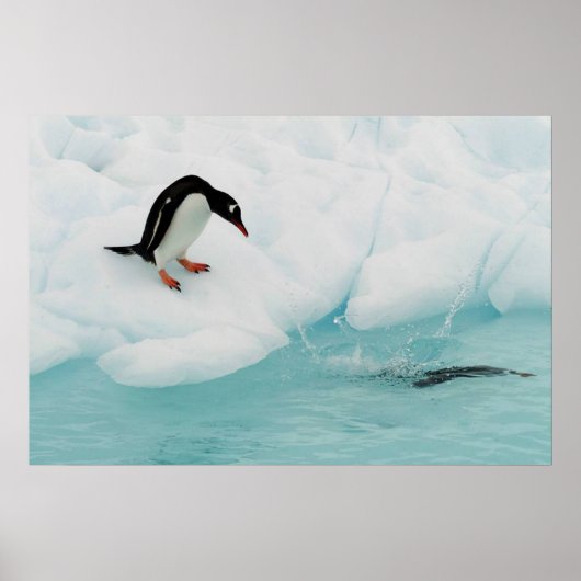 Pinguin Poster (Vorne)