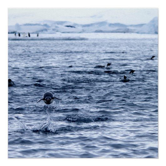 Pinguin Poster (Vorderseite)