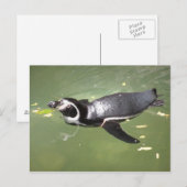 Pinguin Postkarte (Vorne/Hinten)