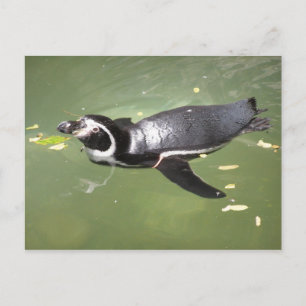 Pinguin Postkarte