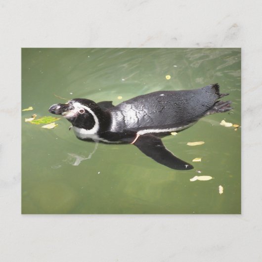 Pinguin Postkarte (Vorderseite)