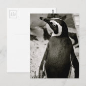 Pinguin Postkarte (Vorne/Hinten)