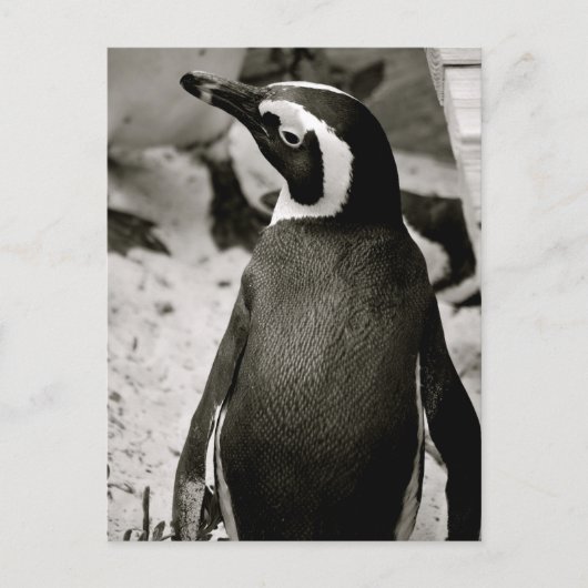 Pinguin Postkarte (Vorderseite)