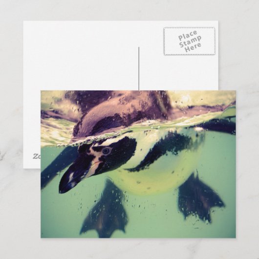 Pinguin Postkarte (Vorne/Hinten)