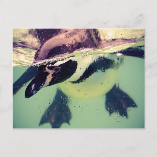 Pinguin Postkarte (Vorderseite)