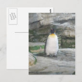 Pinguin Postkarte (Vorne/Hinten)