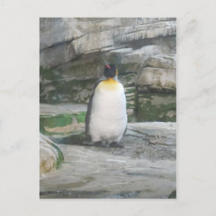 Pinguin Postkarte