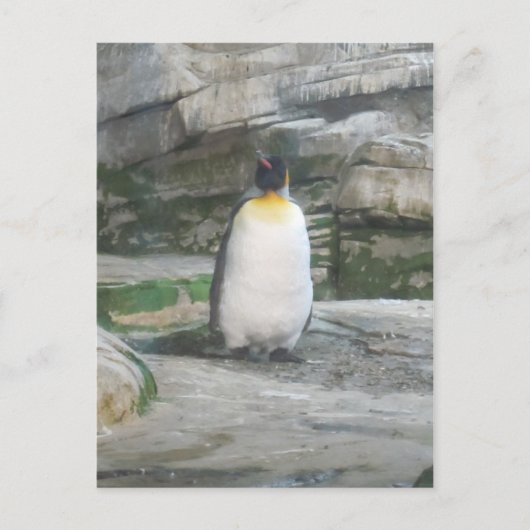 Pinguin Postkarte (Vorderseite)