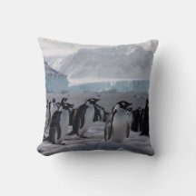 Pinguin Procession - antarktische Tierwelt