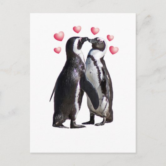 Pinguin Romance Postkarte (Vorderseite)