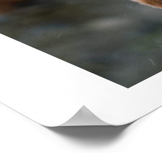 Pinguin, schön poster (Ecke)