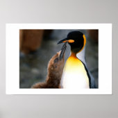 Pinguin, schön poster (Vorne)