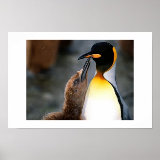 Pinguin, schön poster (Vorne)