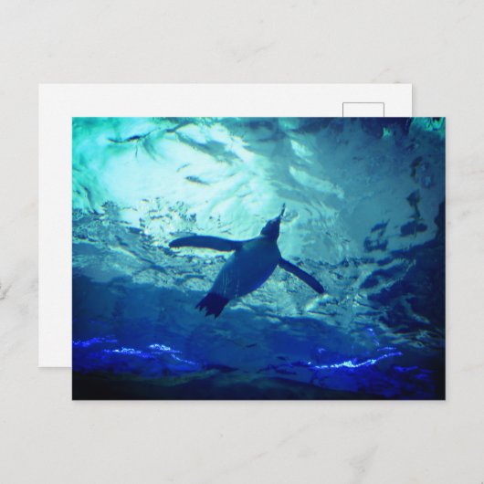 Pinguin Schwimmen Postkarte (Vorne/Hinten)