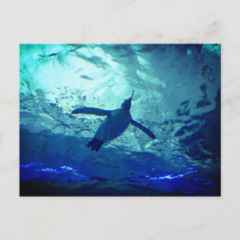 Pinguin Schwimmen Postkarte