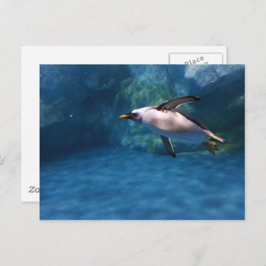 Pinguin Schwimmen unter Wasser Postkarte (Vorne/Hinten)