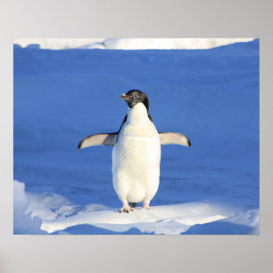 Pinguin-Show Poster