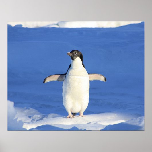 Pinguin-Show Poster (Vorne)