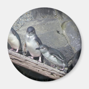 Pinguin-Stange Magnet
