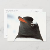 pinguin-tastisch postkarte (Vorne/Hinten)