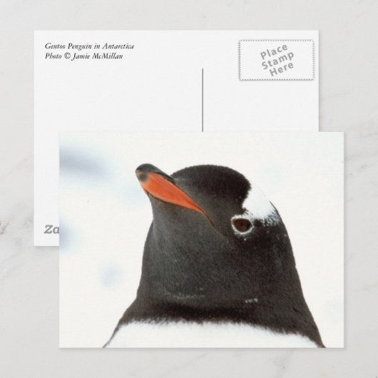 pinguin-tastisch postkarte (Vorne/Hinten)