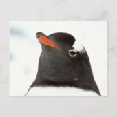 pinguin-tastisch postkarte (Vorderseite)