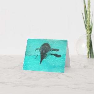 Pinguin tauchen in blauem Wasser auf einem leeren