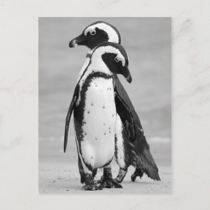 Pinguin Two Postkarte