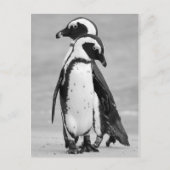Pinguin Two Postkarte (Vorderseite)