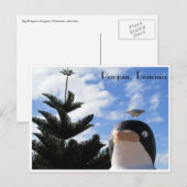 Pinguin und Möwe Postkarte (Vorne/Hinten)