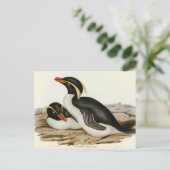 Pinguin von Elizabeth Gould Postkarte (Stehend Vorderseite)