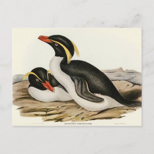 Pinguin von Elizabeth Gould Postkarte (Vorderseite)